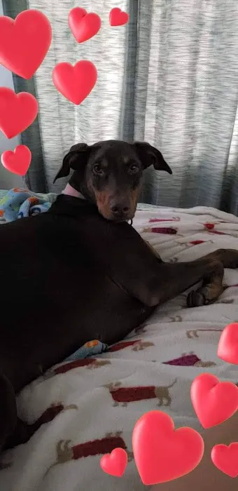 Animal Hospital: Hill S L DVM Picture 4