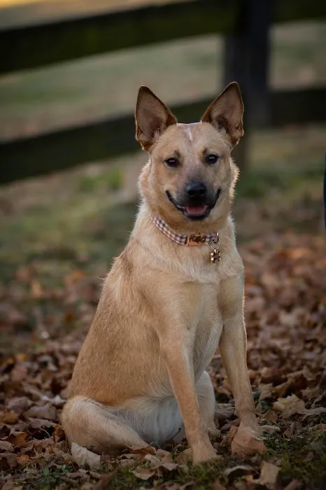 Animal Hospital Picture 3