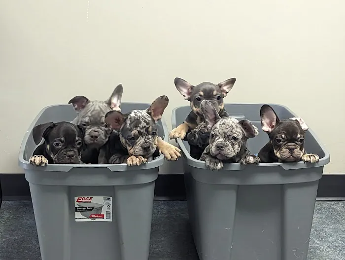 Animal Hospital Picture 2