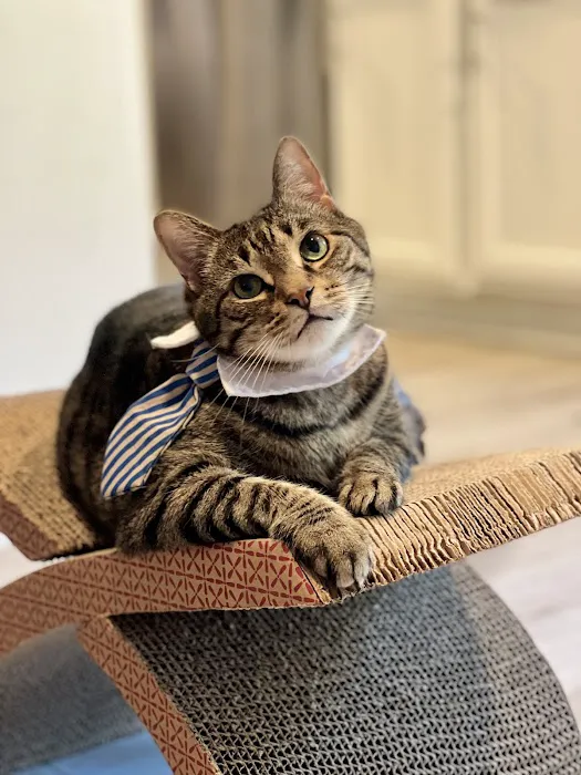 Animal Hospital Picture 4