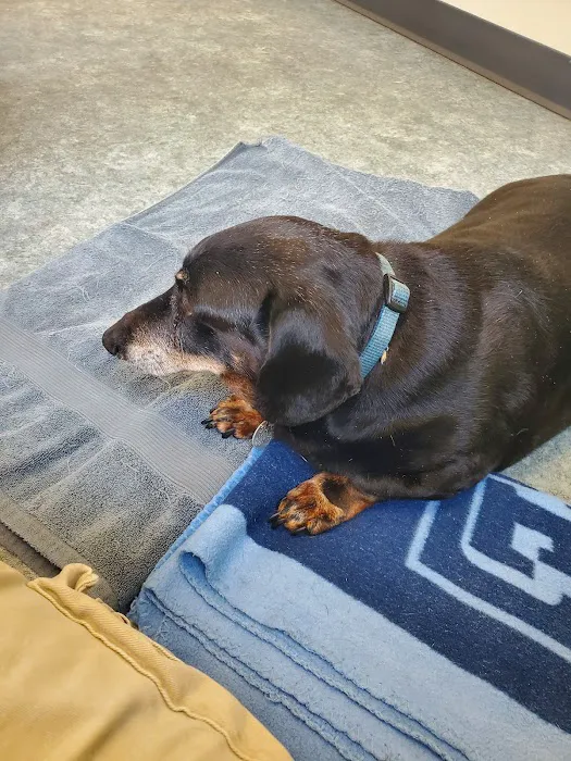 Animal Hospital Picture 6