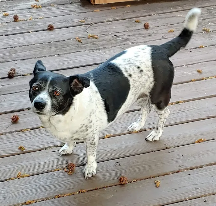 Animal Hospital Picture 7