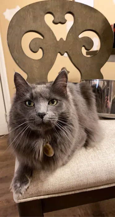 Animal Hospital Picture 8