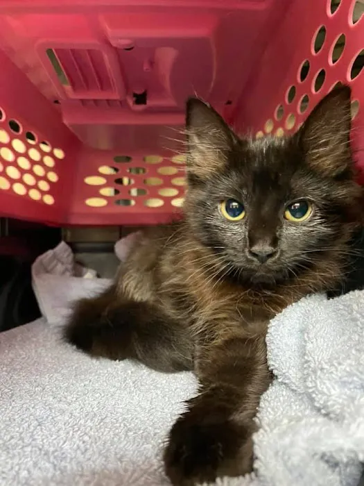 Humane Society of Clarksville-Montgomery County Picture 6