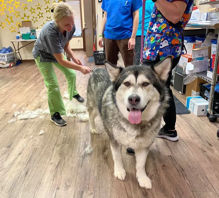 Humane Society of Clarksville-Montgomery County Picture 7