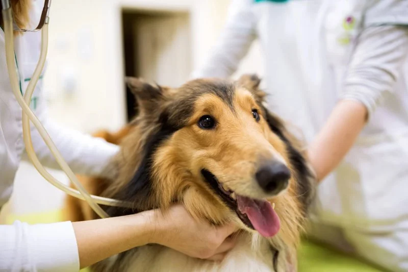 How to Prepare Your Dog for a Vet Visit Stress-Free – Expert Tips