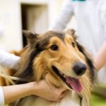 How to Prepare Your Dog for a Vet Visit Stress-Free – Expert Tips