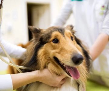 How to Prepare Your Dog for a Vet Visit Stress-Free – Expert Tips