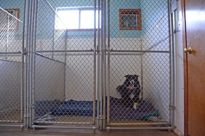 Overwatch Animal Hospital Picture 1