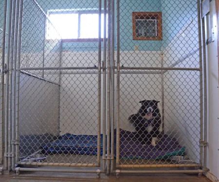 Overwatch Animal Hospital