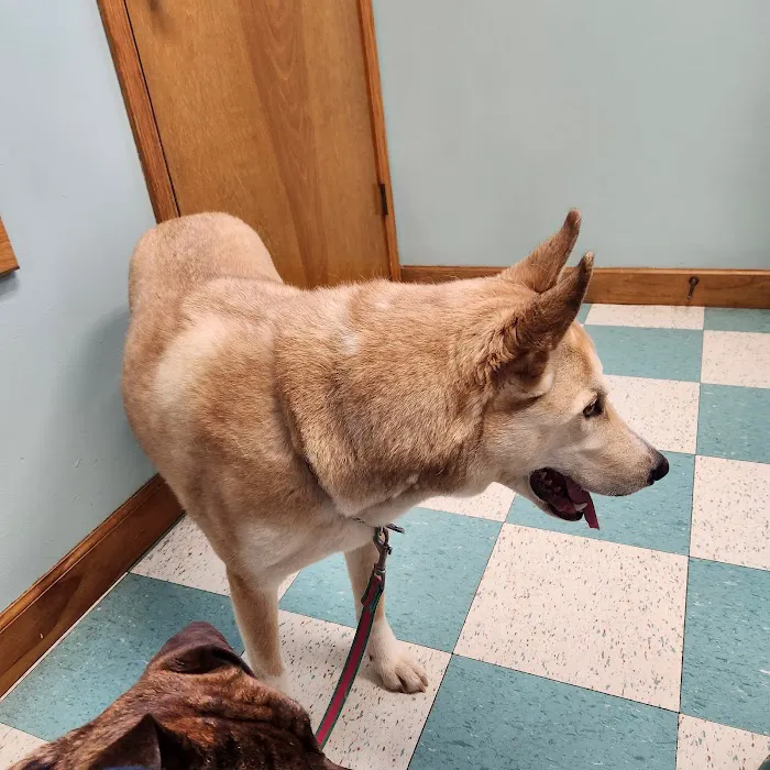 Overwatch Animal Hospital Picture 7