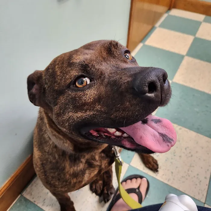 Overwatch Animal Hospital Picture 6