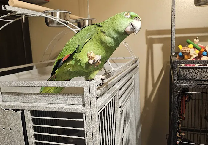 Overwatch Animal Hospital Picture 10