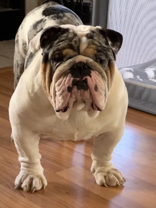 Animal House Veterinary Clinic Picture 1