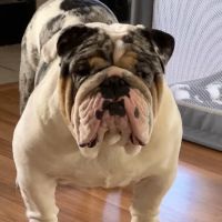 Animal House Veterinary Clinic ico