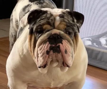 Animal House Veterinary Clinic