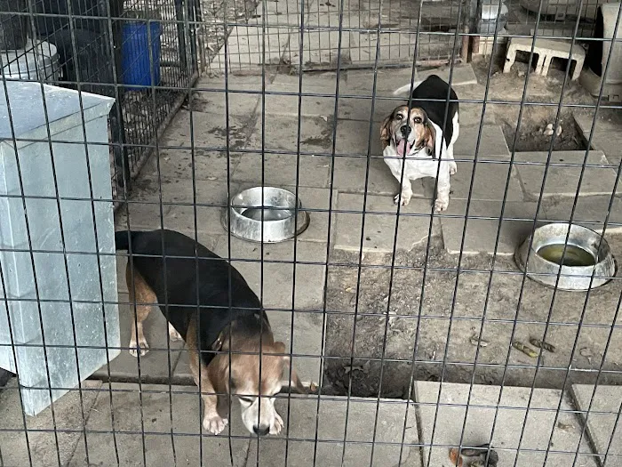 Animal House Veterinary Clinic Picture 3