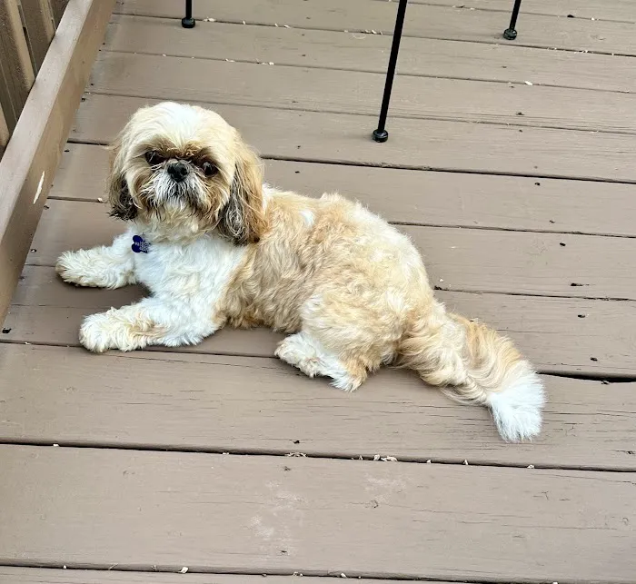 Animal House Veterinary Clinic Picture 2