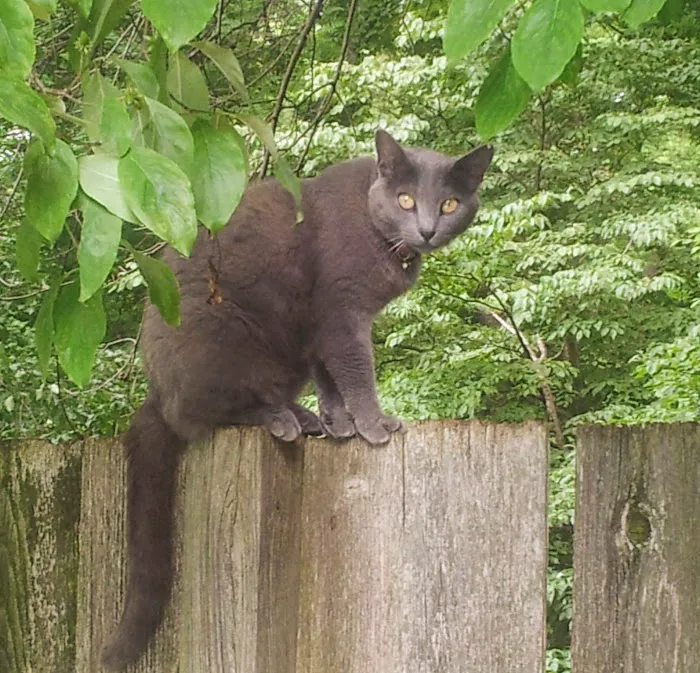 Animal Clinic of North Clarksville Picture 4