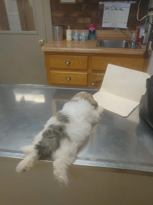Animal Clinic of North Clarksville Picture 1