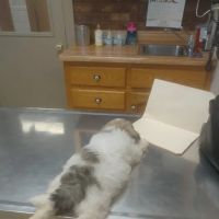 Animal Clinic of North Clarksville ico