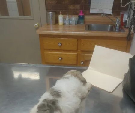 Animal Clinic of North Clarksville