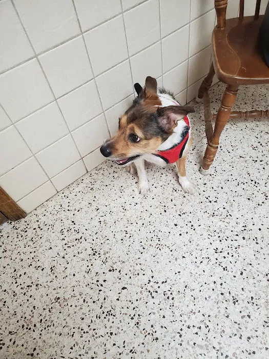 Animal Clinic of North Clarksville Picture 5