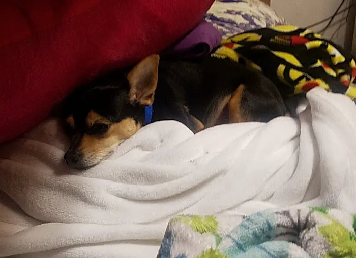 Animal Clinic of North Clarksville Picture 6