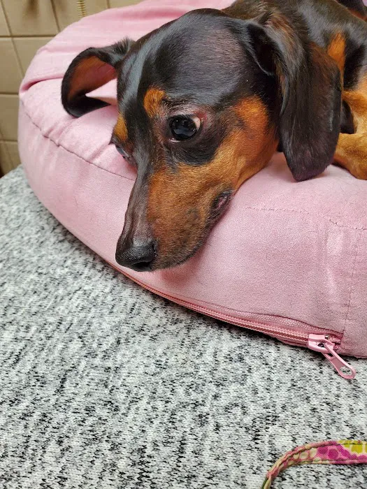 Animal Clinic of North Clarksville Picture 7