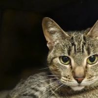 West Kentucky Veterinary Hospital (Formerly Westuck) ico