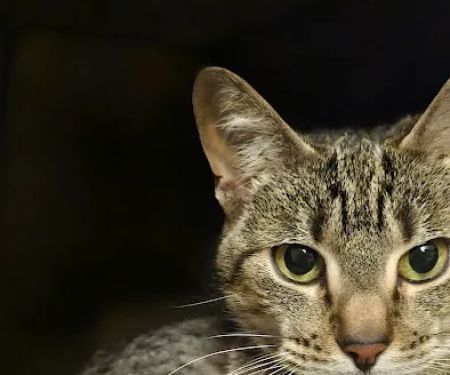 West Kentucky Veterinary Hospital (Formerly Westuck)