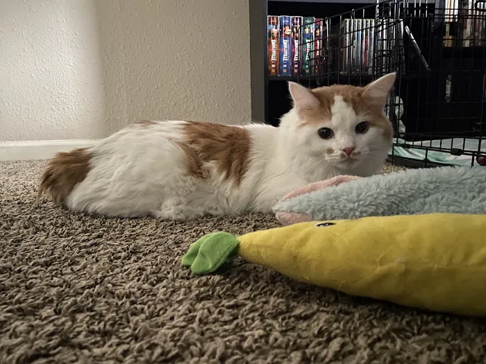 West Kentucky Veterinary Hospital (Formerly Westuck) Picture 6