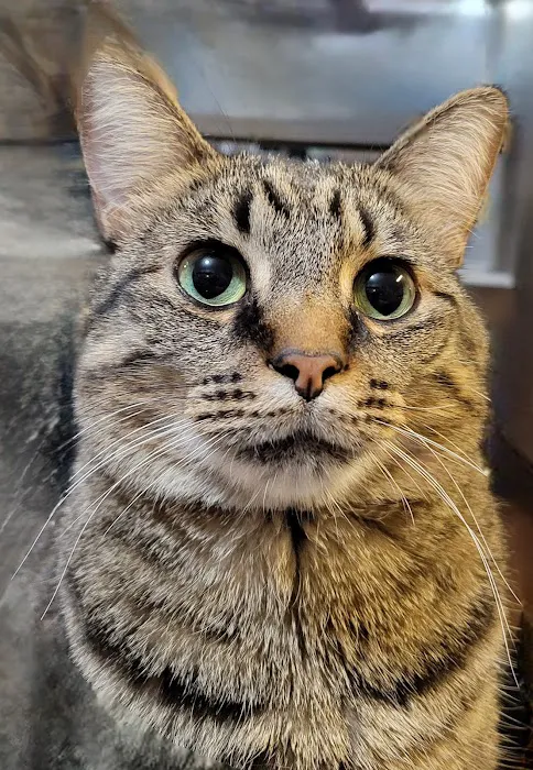 Oak Grove Animal Hospital Picture 1