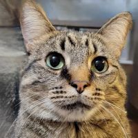 Oak Grove Animal Hospital ico