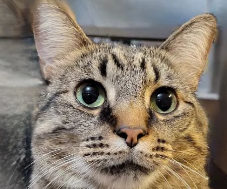 Oak Grove Animal Hospital