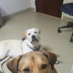 Fort Campbell Veterinary Center