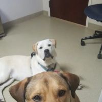 Fort Campbell Veterinary Center ico