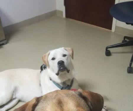 Fort Campbell Veterinary Center