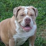 Trigg County Veterinary Clinic