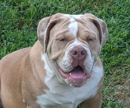 Trigg County Veterinary Clinic