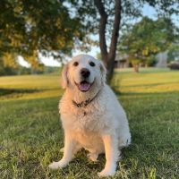 Little River Veterinary Clinic ico