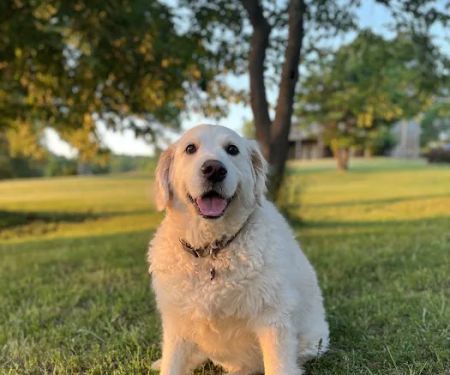 Little River Veterinary Clinic