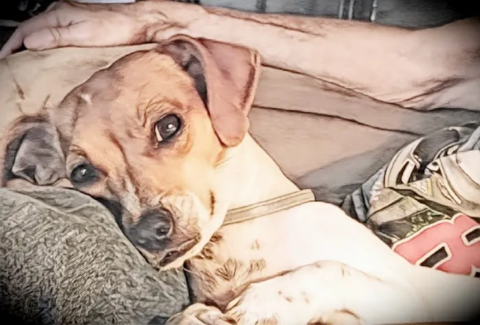 Little River Veterinary Clinic Picture 10