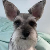 Country Veterinary Clinic ico