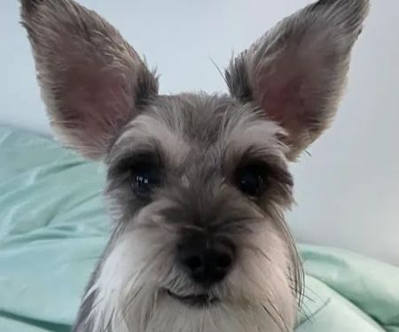 Country Veterinary Clinic