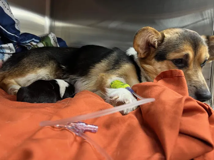 Country Veterinary Clinic Picture 4