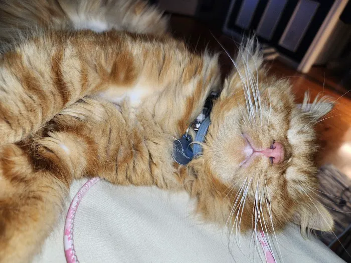 Country Veterinary Clinic Picture 5