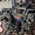 Thornton Animal Hospital