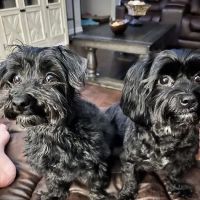 Thornton Animal Hospital ico