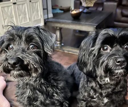 Thornton Animal Hospital